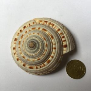 Architectonica Maxima(61)