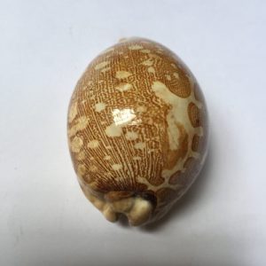 Cypraea Mappa