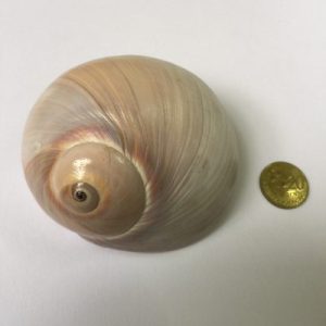 Polinices Didyma(102)