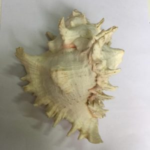 Murex Ramosus ( S/SPINE )(138)