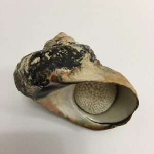 Turbo Samarticus ( Natural )