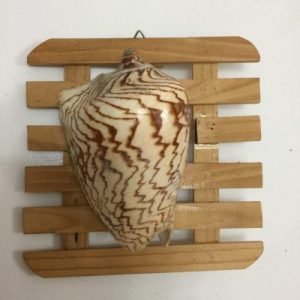 Wall Lamp (Noble Volute Shells)