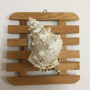 Wall Lamp (Giant Frog Shells)