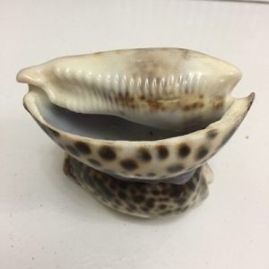 Seashell Trinket Tray (Tiger Cowrie)