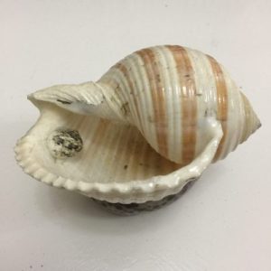 Seashell Trinket Tray (Banded Tun/Tiger Cowrie)
