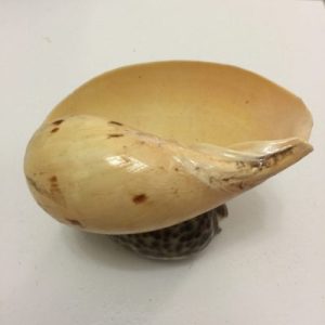 Seashells Trinket Tray (Indian Volute/Tiger Cowrie)