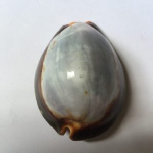 Cypraea Mauritiana(Purple T)(97)