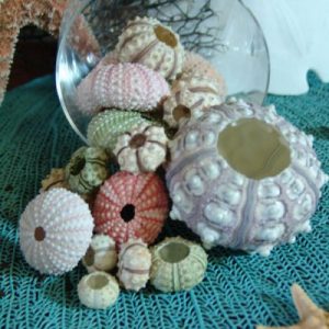 Sand dollars & Sea Urchins