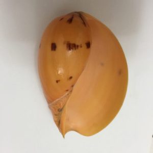 Melo Melo(Orange)215