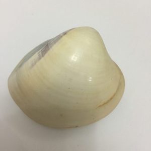 Category Core Seashells