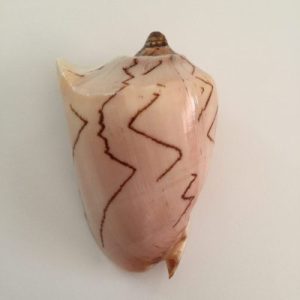 Category Core Seashells Category Core Seashells