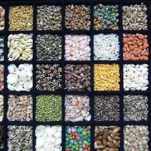 Small & Tiny Seashells