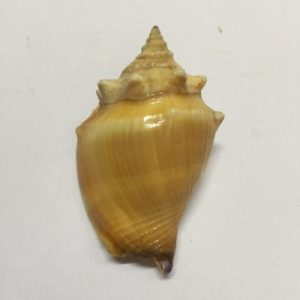 Category Core Seashells