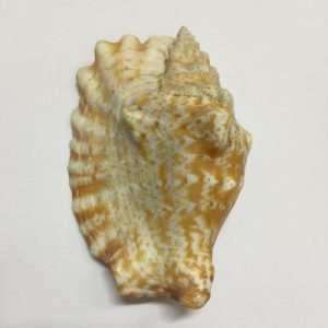 Strombus Sinuatus