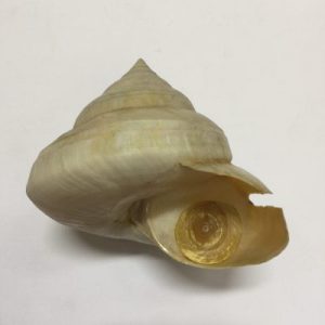 Perotrochus Westralis(18)