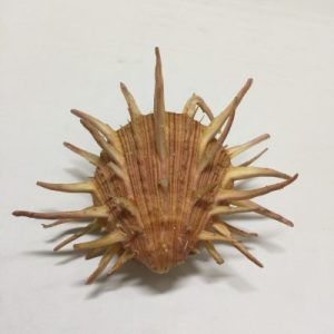 Category Core Seashells