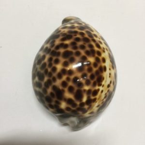 Cypraea Tigris(97)