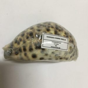 Cypraea Schilderiana(92)