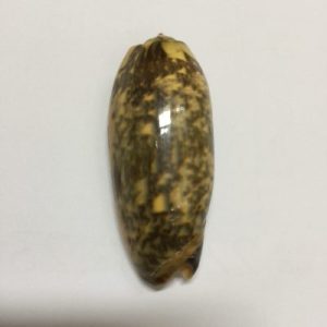 Oliva Miniacea(190)