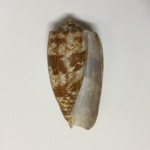 Category:Core Seashells