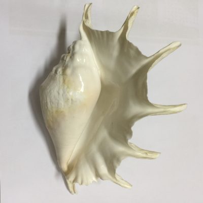 Category Core Seashells