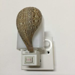 NightLite Lamp(Fig Shell)115