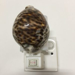 NightLite Lamp(Tiger Cowrie)97