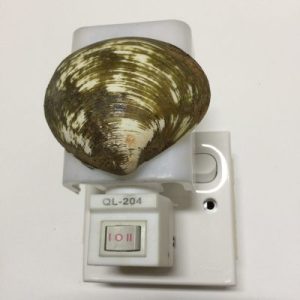 NightLite Lamp(Geloina Polished Clam)352