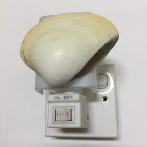 NightLite Lamp(Poker Venus Clam)293