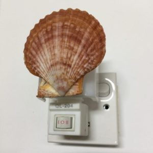 NightLite Lamp(Glorious Scallop)307