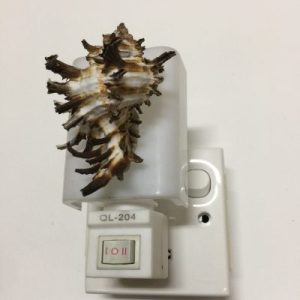 NightLite Lamp(Endive Murex)194