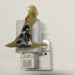 NightLite Lamp(Hammer Oyster)302