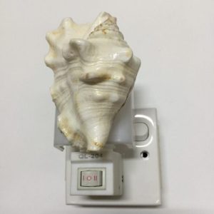 NightLite Lamp(Spider Conch Shells)83