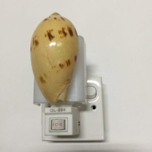 NightLite Lamp(Indian Volute)215