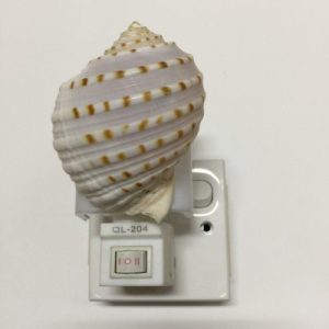 NightLite Lamp(Sulcate Tun)118