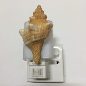 NightLite Lamp(Horse Conch)182