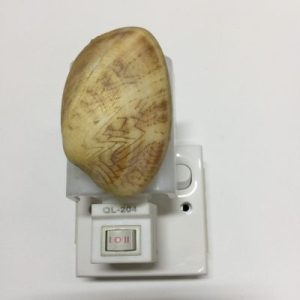 NightLite Lamp(Lettered Venus)362