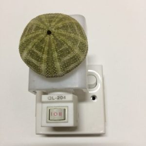 NightLite Lamp(Green Urchins)