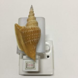 NightLite Lamp(Lister Conch)79