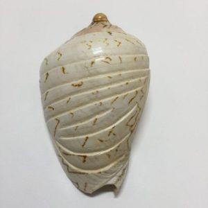 Category Core Seashells