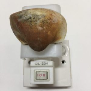 NightLite Lamp(Hooded Ark Clam)294