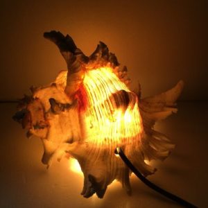 Natural Shells Lamp( Ramose Murex)