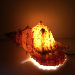 Natural Shells Lamp( Giant Frog)