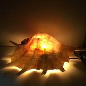 Natural Shells Lamp( Giant Spider Conch)