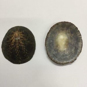 Cellana Testudinaria(31)