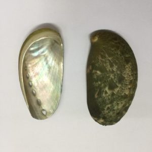 Haliotis Asinina(19)