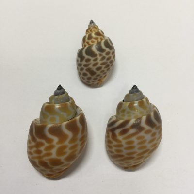 Babylonia Spirata(173)