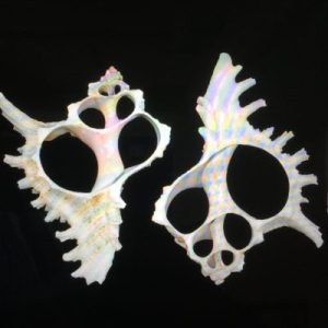 Murex Ramosus(Cut)130