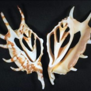 Lambis Lambis(Cut) 81