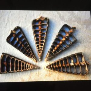 Telescopium Telescopium(Cut)64